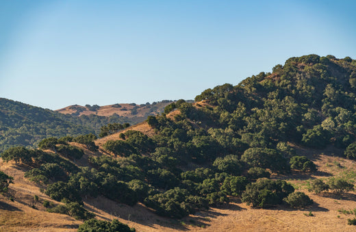 Your Complete Guide to the Monterey Ultra 50 Ultramarathon