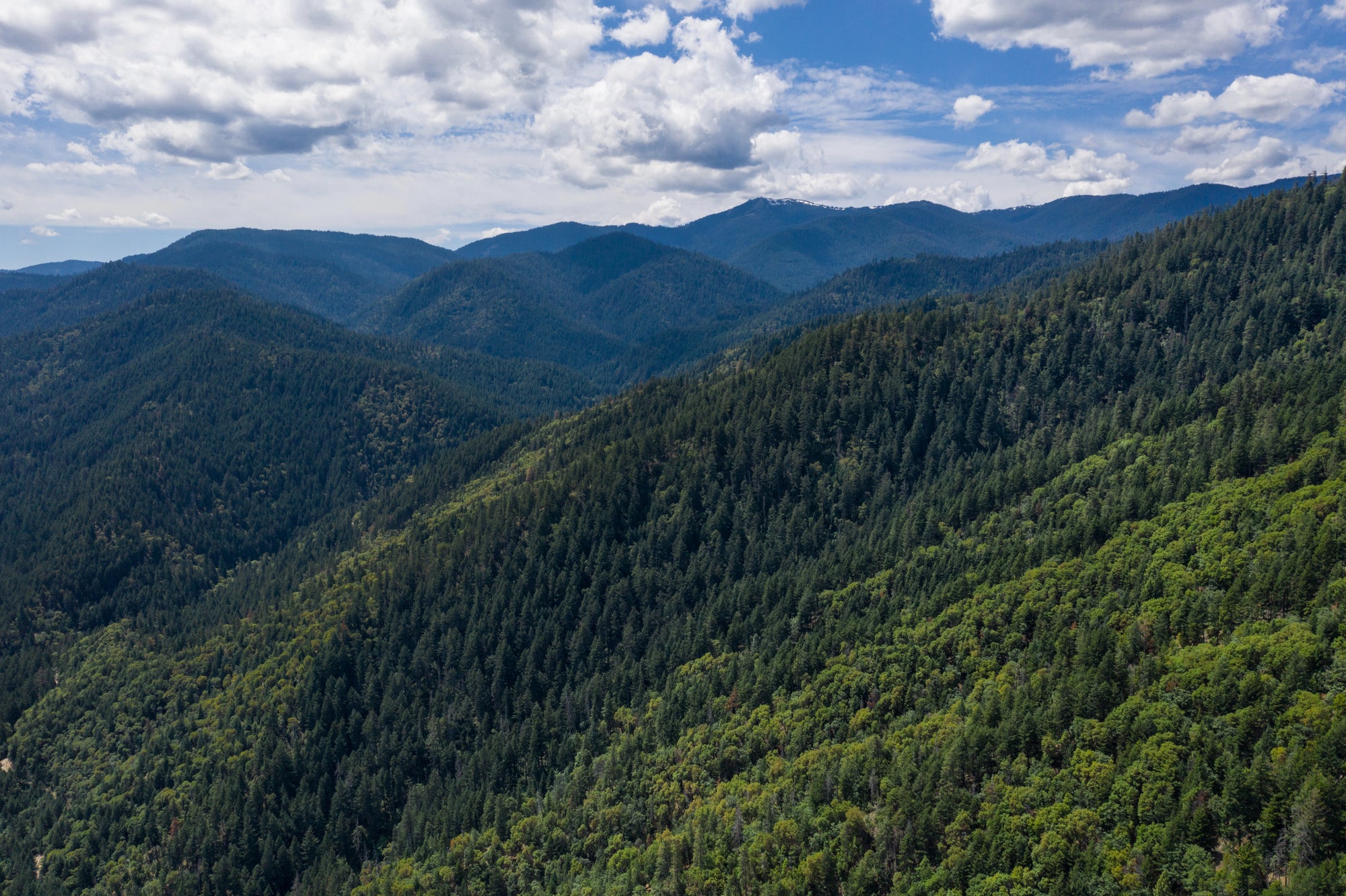 Discover the Thrill of the Siskiyou Out Back Trail Running Festival