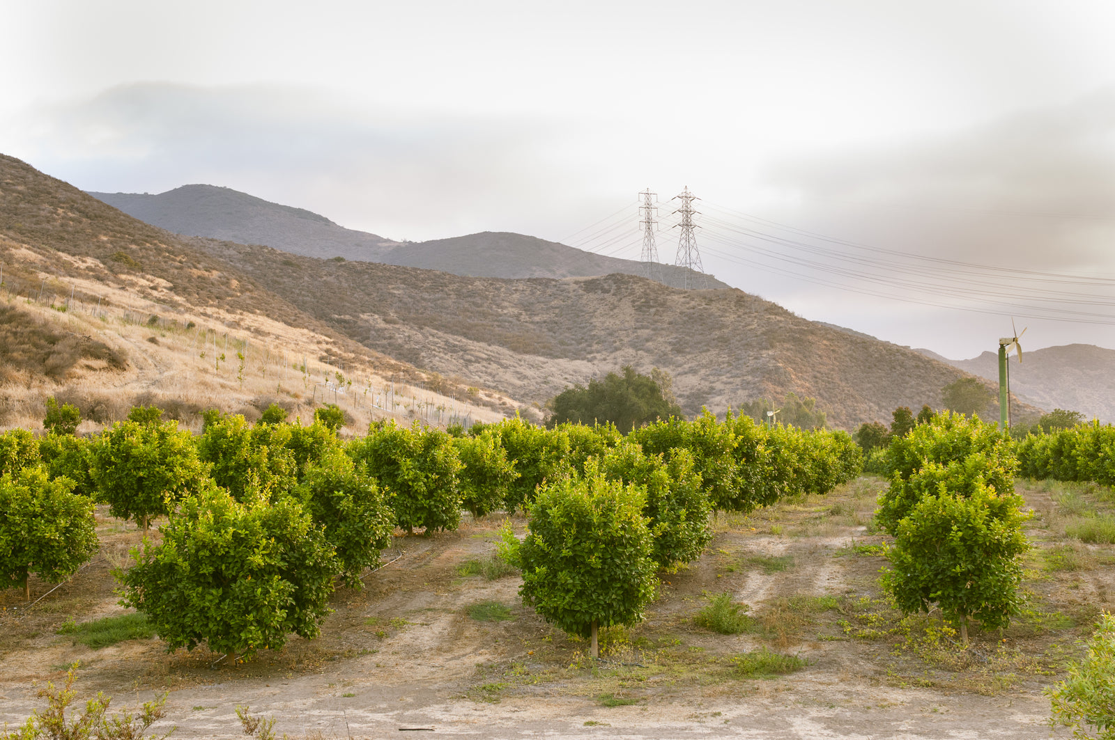 Discover the Thrill of the Camarillo Marathon