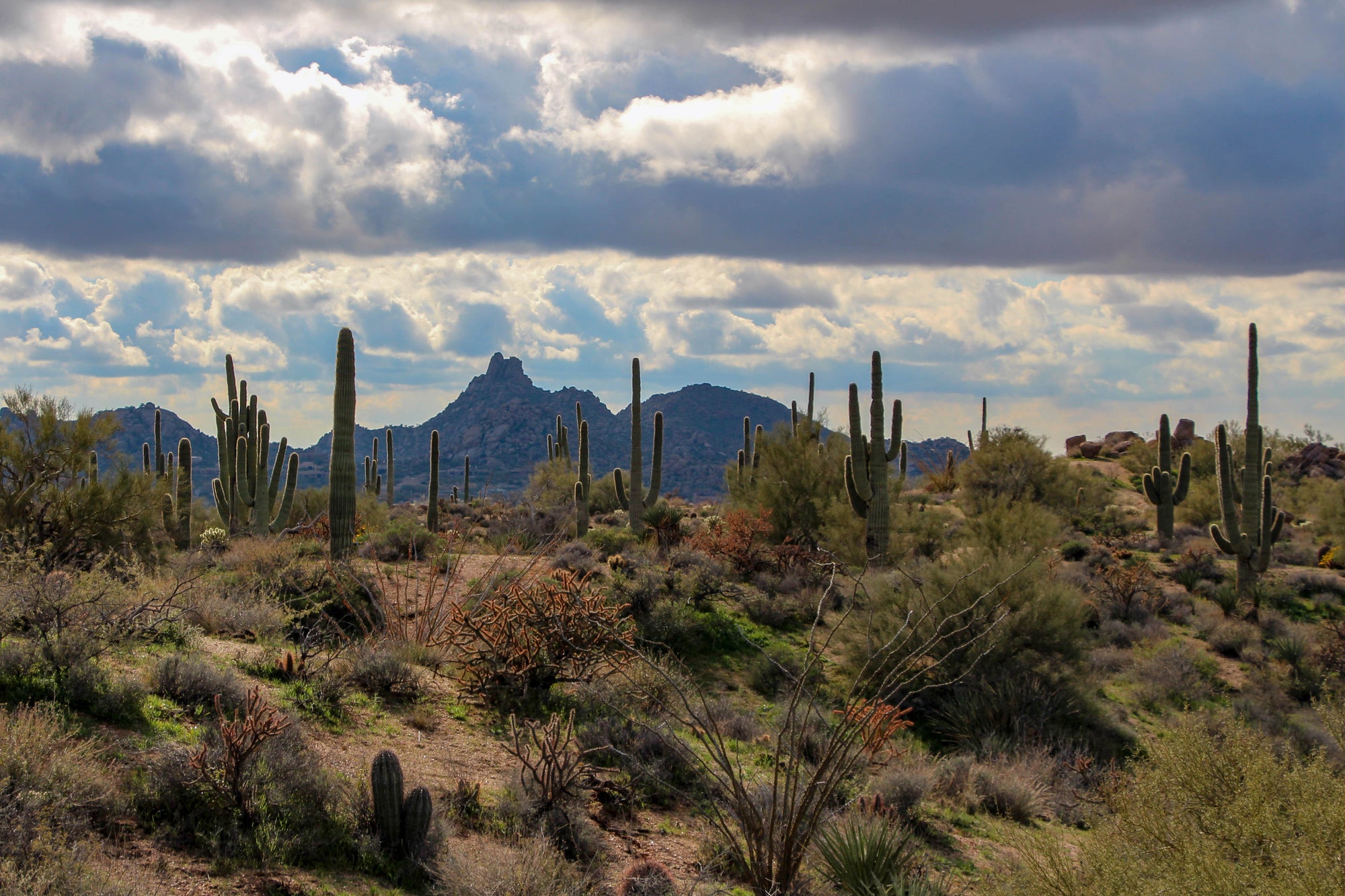 Experience the Ultimate Challenge at Javelina Jundred in Fountain Hills, Arizona