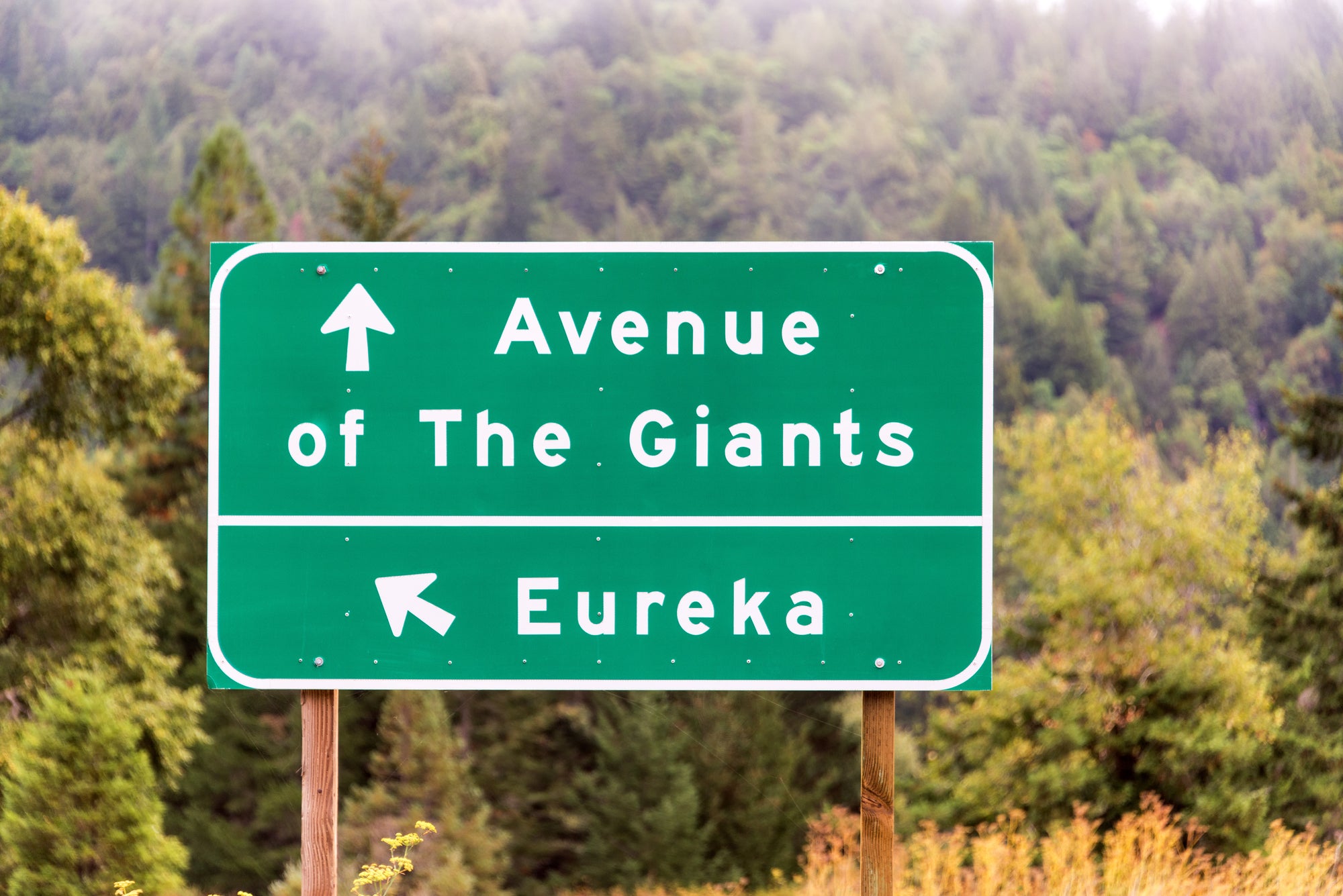 Running Through Giants: Your Ultimate Guide to the Avenue of the Giants Marathon